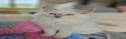 Ragdoll cats for sale: Introducing my litter of Cherubim Ragdolls in Newport-on-Tay - Advert 6