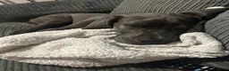 Great Dane dogs for sale: Great Dane - Advert 4