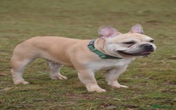 French Bulldog dogs for stud: Latte male proven stud in Harpenden - Image 13
