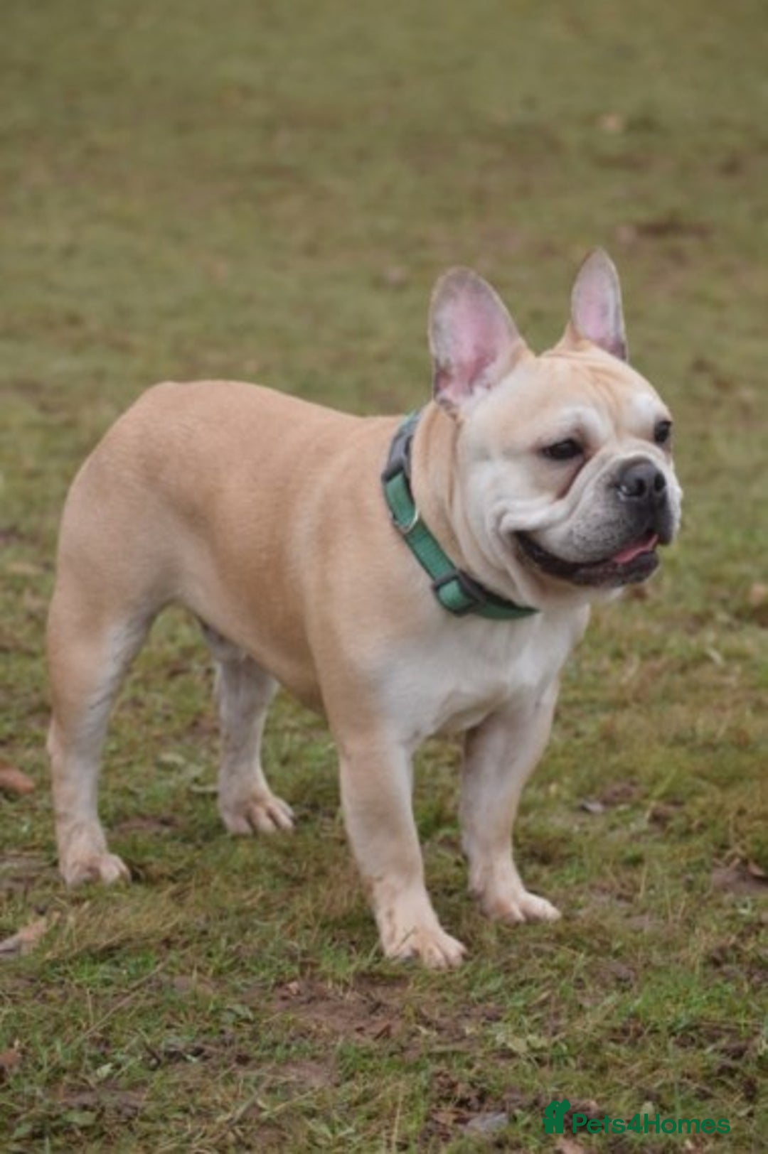 French Bulldog dogs for stud: Latte male proven stud in Harpenden - Image 13