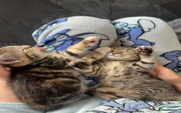 Domestic Shorthair cats for sale: Kittens  - Image 3