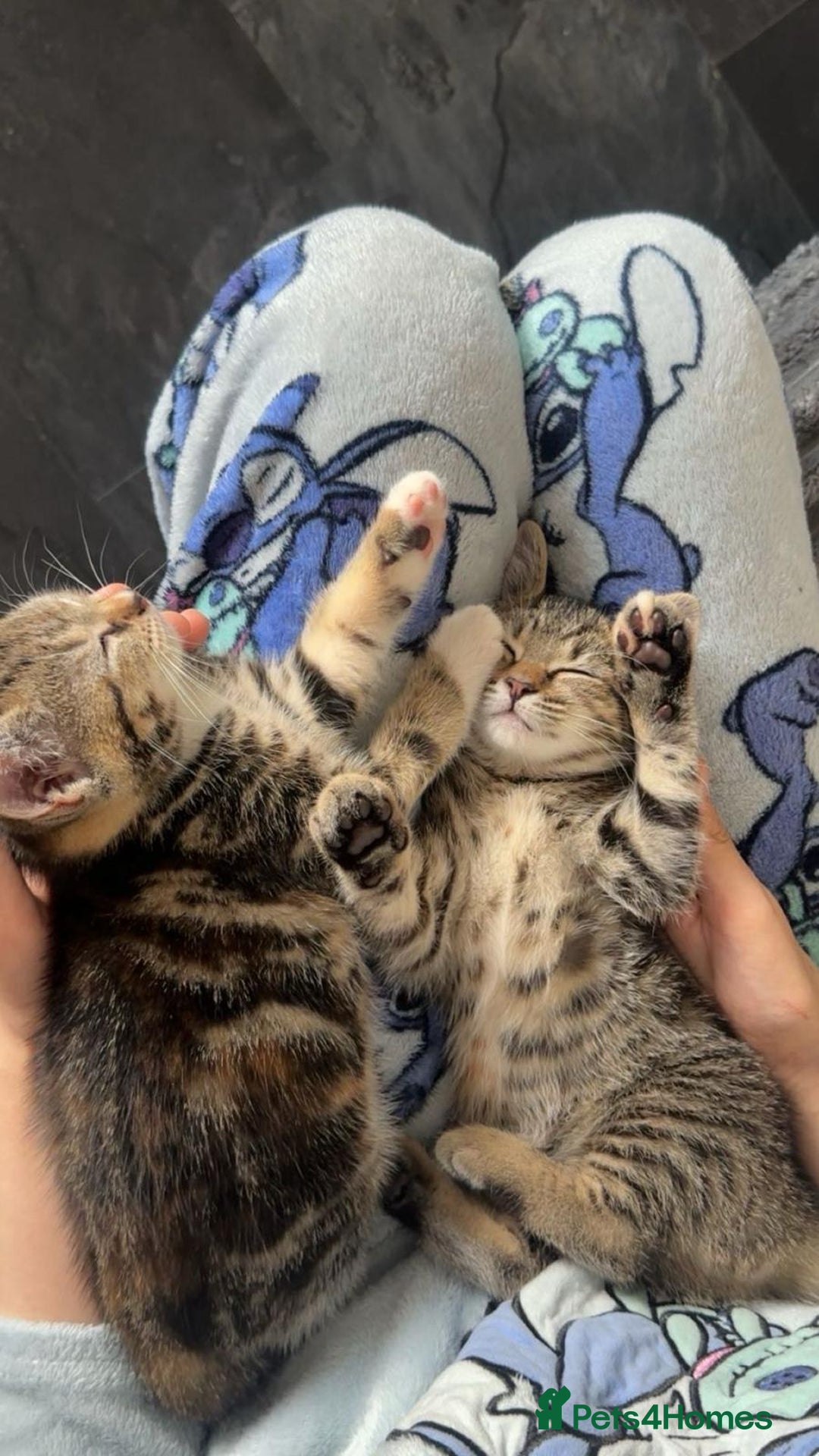 Domestic Shorthair cats for sale: Kittens  - Image 3