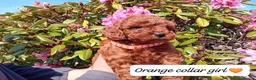Cockapoo dogs for sale: Gorgeous Red F1b Cockapoos - Advert 8