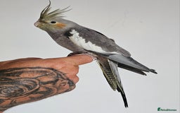 Cockatiels birds for sale: Young Cockatiels available - Image 2