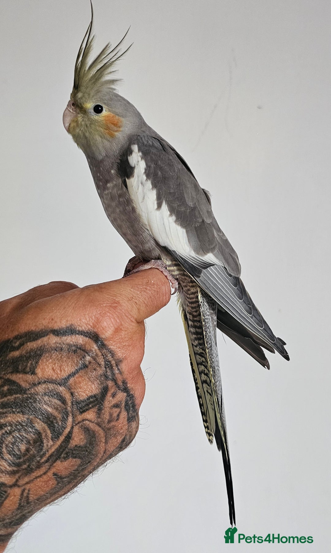 Cockatiels birds for sale: Young Cockatiels available - Image 2
