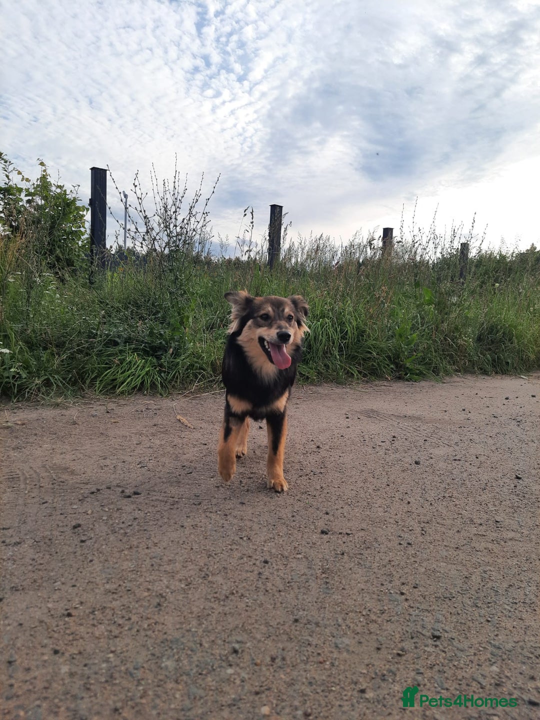 Mixed Breed dogs for adoption: 💖🐶 TINA 🐶💖 - Image 5