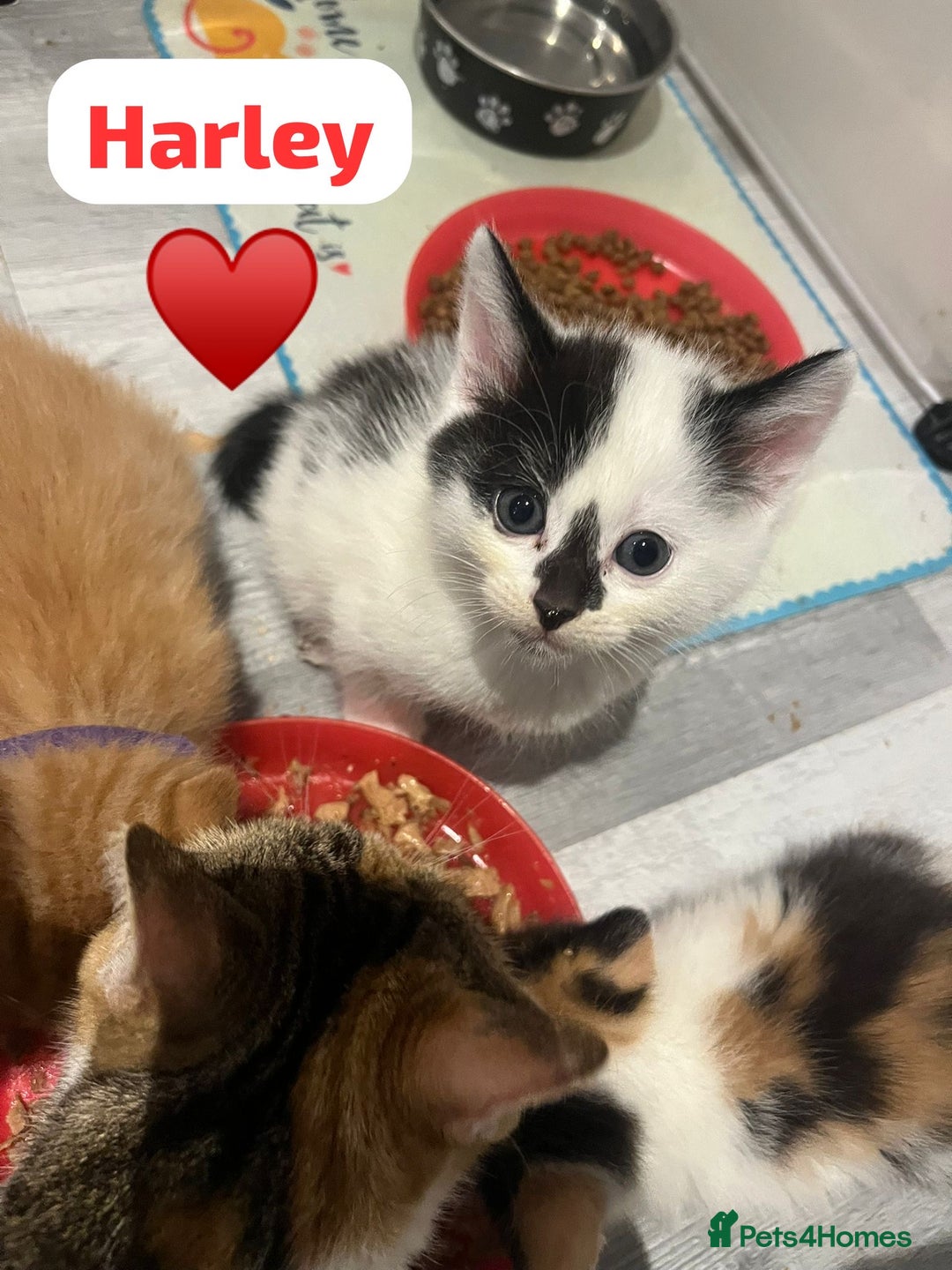 Mixed Breed cats for sale: 🐾 8 Beautiful kittens….🩵🩷 - Advert 22