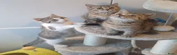 British Shorthair cats for sale: Ready to leave🐱 - Advert 10