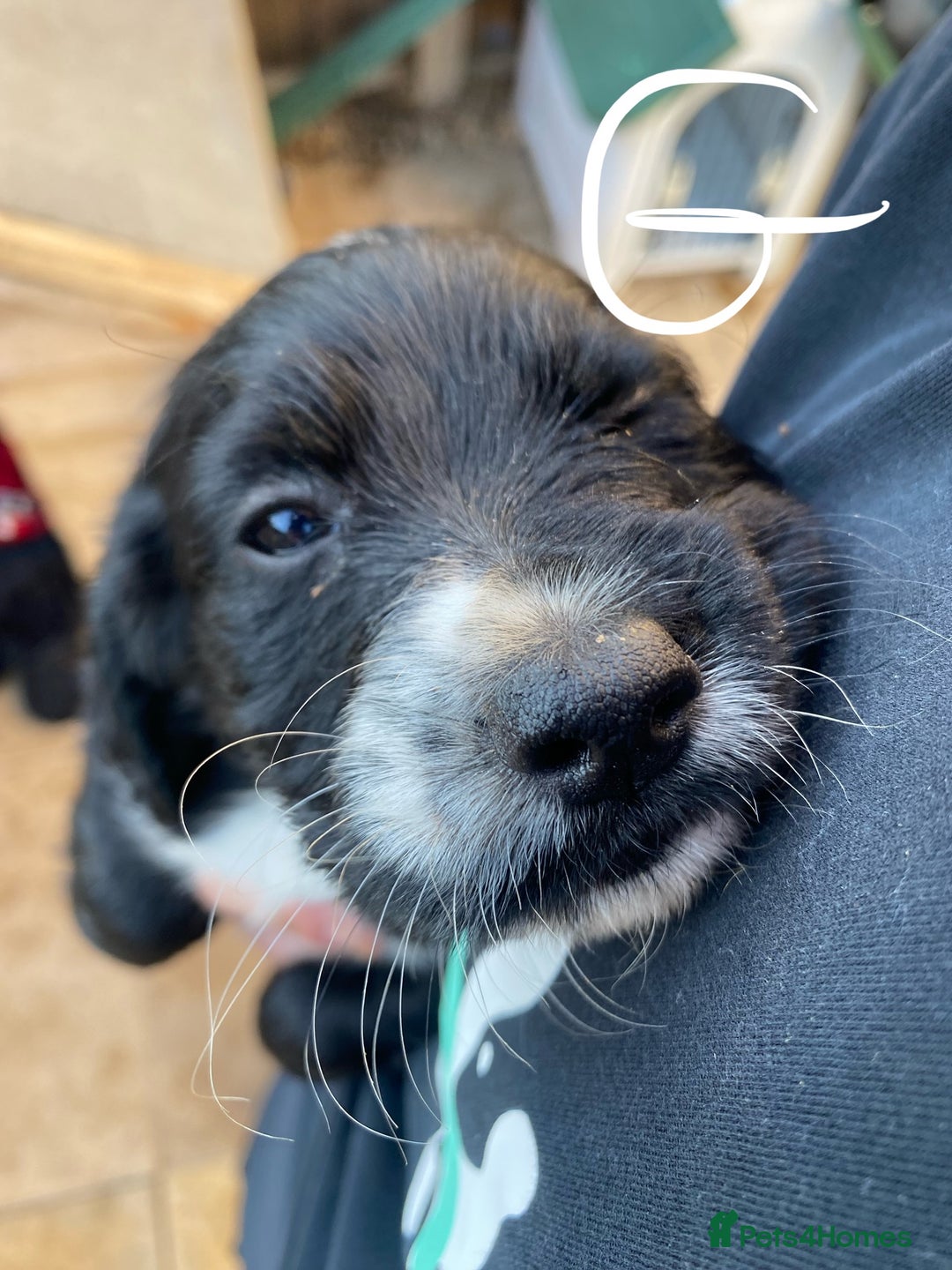 Cocker Spaniel dogs for sale: Purebred cocker spaniel pups in Buckingham - Image 2