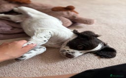 Cocker Spaniel dogs for sale: Beautiful pedigree working cocker spaniel puppy  - Image 5