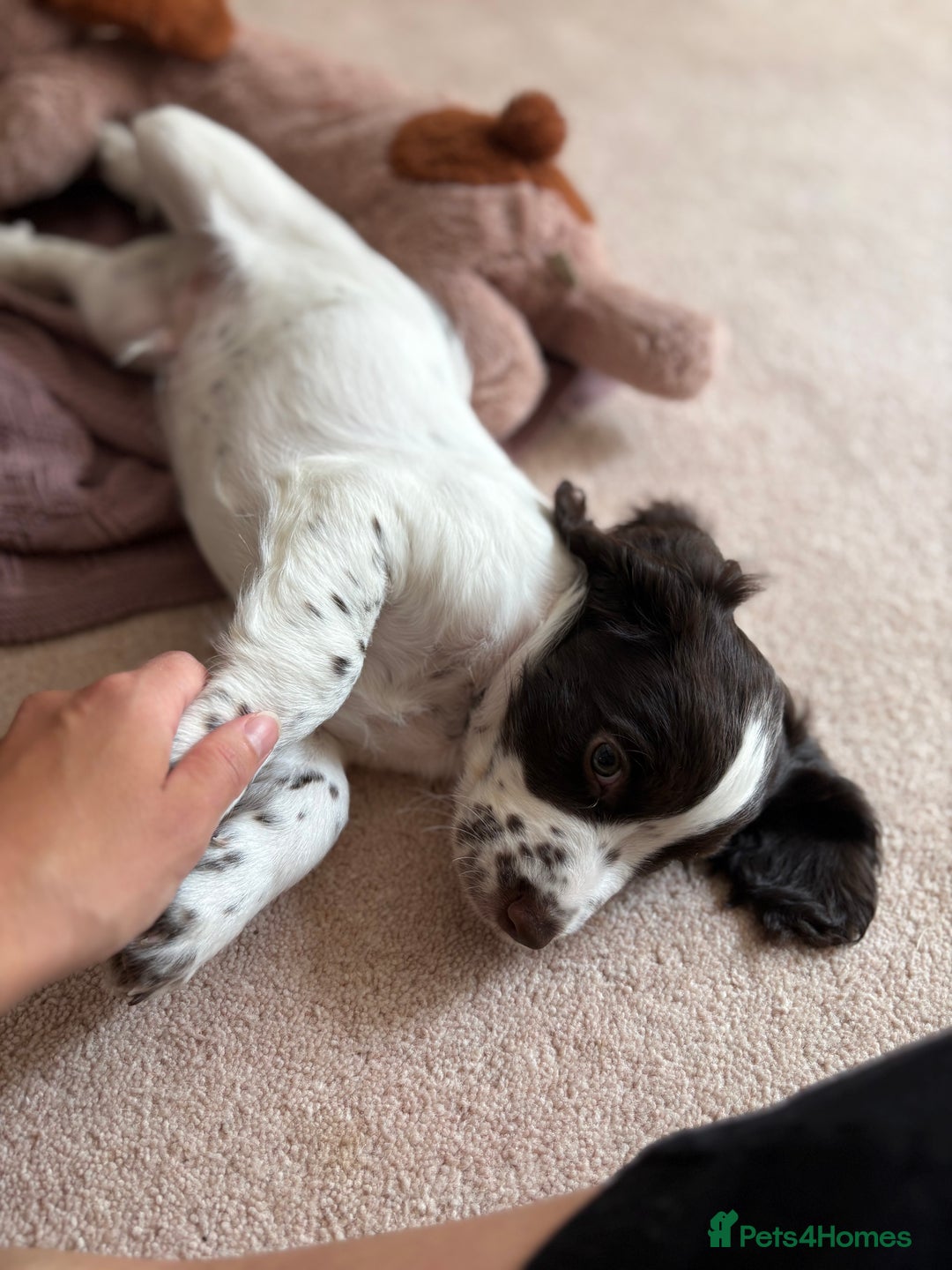 Cocker Spaniel dogs for sale: Beautiful pedigree working cocker spaniel puppy  - Image 5