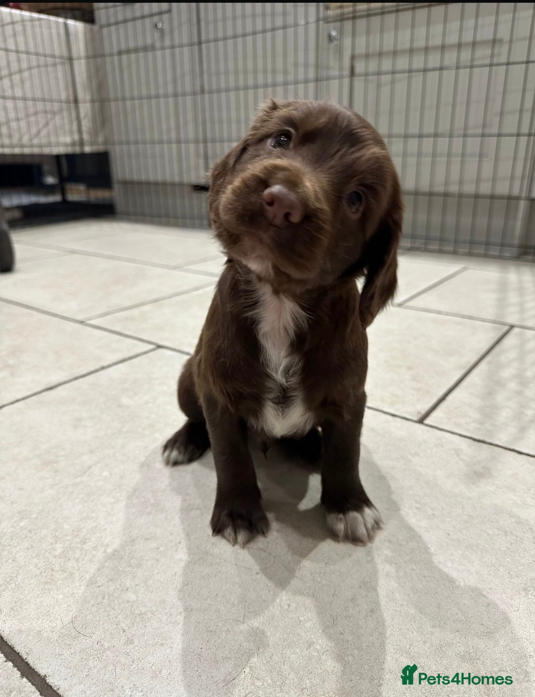 Sprocker dogs for sale: Working Sprocker Spaniels  - Advert 2