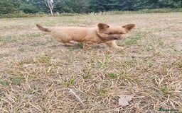 Mixed Breed dogs for sale: Chocolate frenchie X Chow carrying pink  - Image 17