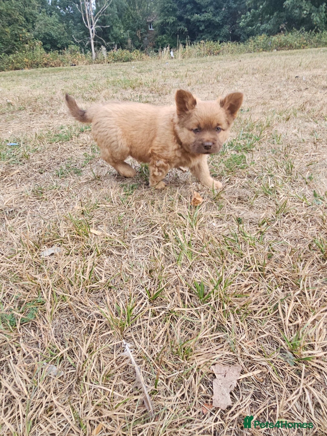 Mixed Breed dogs for sale: Chocolate frenchie X Chow carrying pink  - Image 17