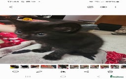 Mixed Breed cats for sale: Mixed 1/4 maine coon kittens  - Image 2