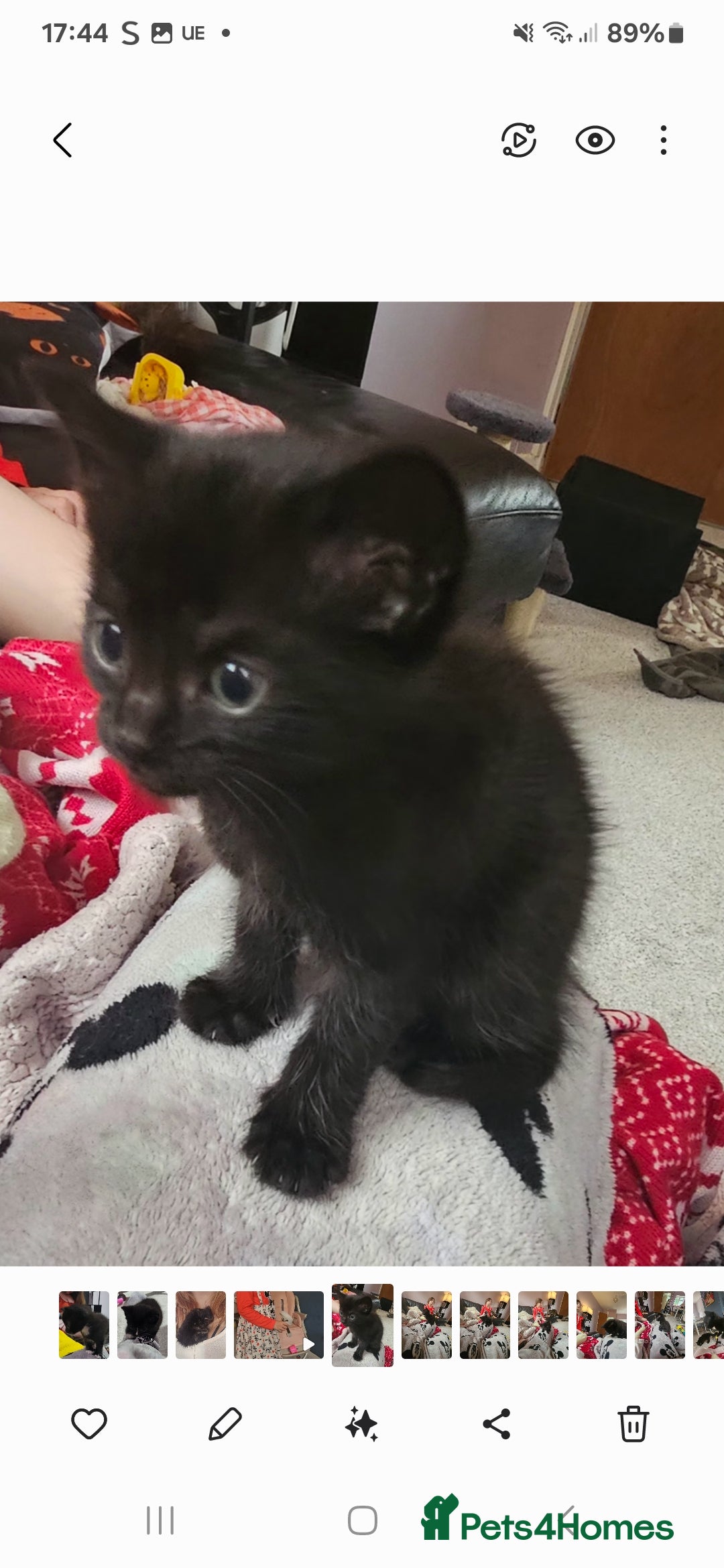 Mixed Breed cats for sale: Mixed 1/4 maine coon kittens  - Image 2