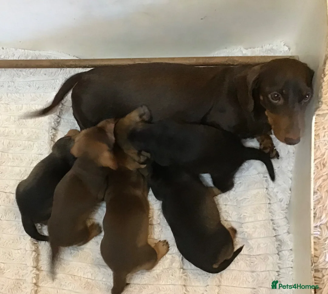 Miniature Dachshund dogs for sale: SOMETHING A LITTLE DIFFERENT..MINI DACHSHUNDS  - Advert 2