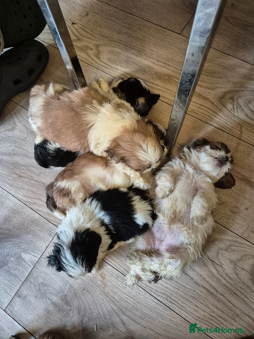 Shih Tzu dogs for sale: Most beautiful shitzu puppies  - Advert 8