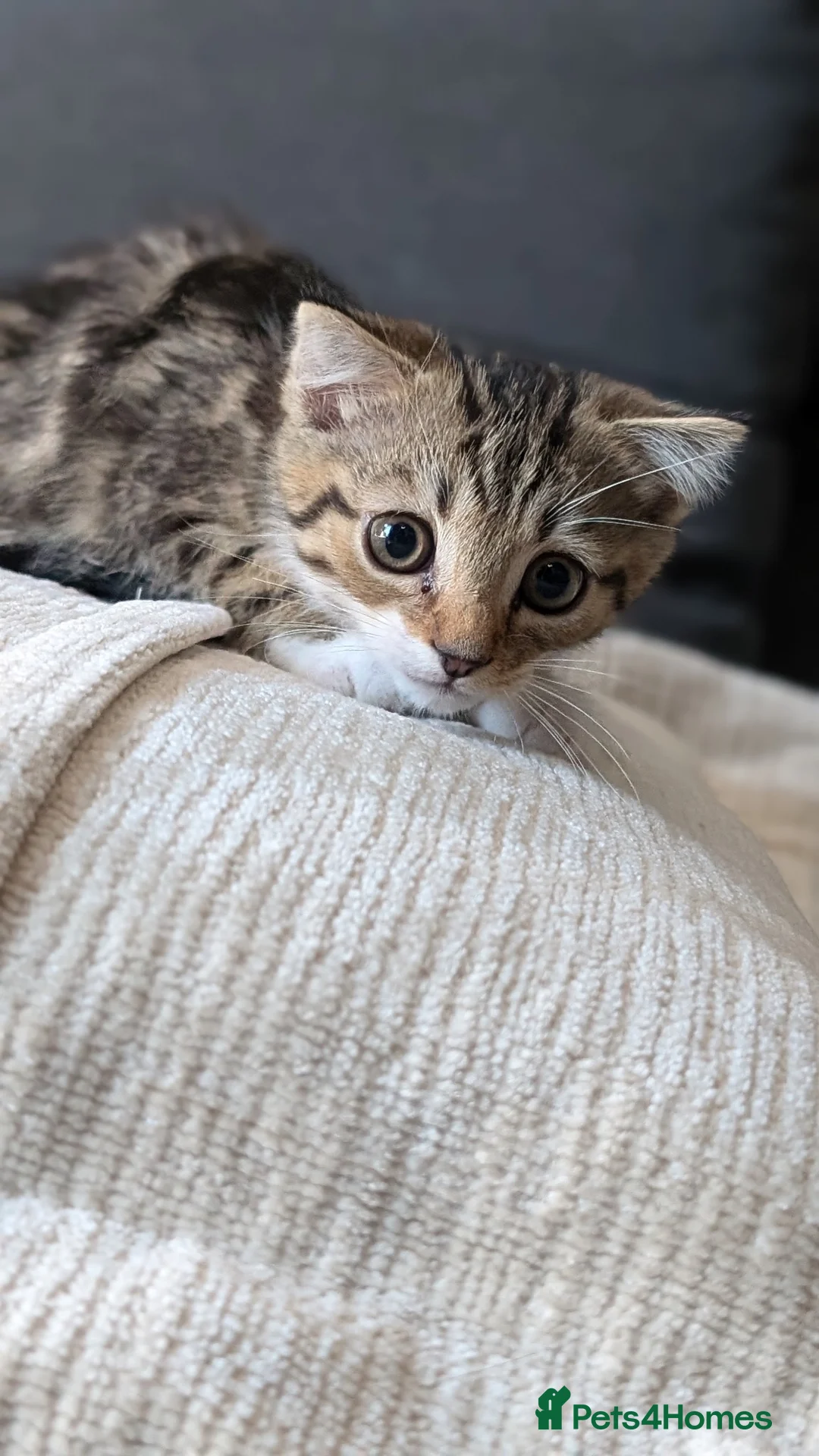 Scottish Fold cats for sale: Male Scottish fold kitten  in Tadworth - Advert 2