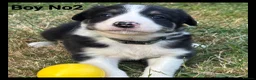 Mixed Breed dogs for sale: 5 Border collie  pups  - Advert 9