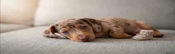 Miniature Dachshund dogs for sale: KC Reg Mini Dachshund Puppies Ready Now (Walsall) - Advert 4