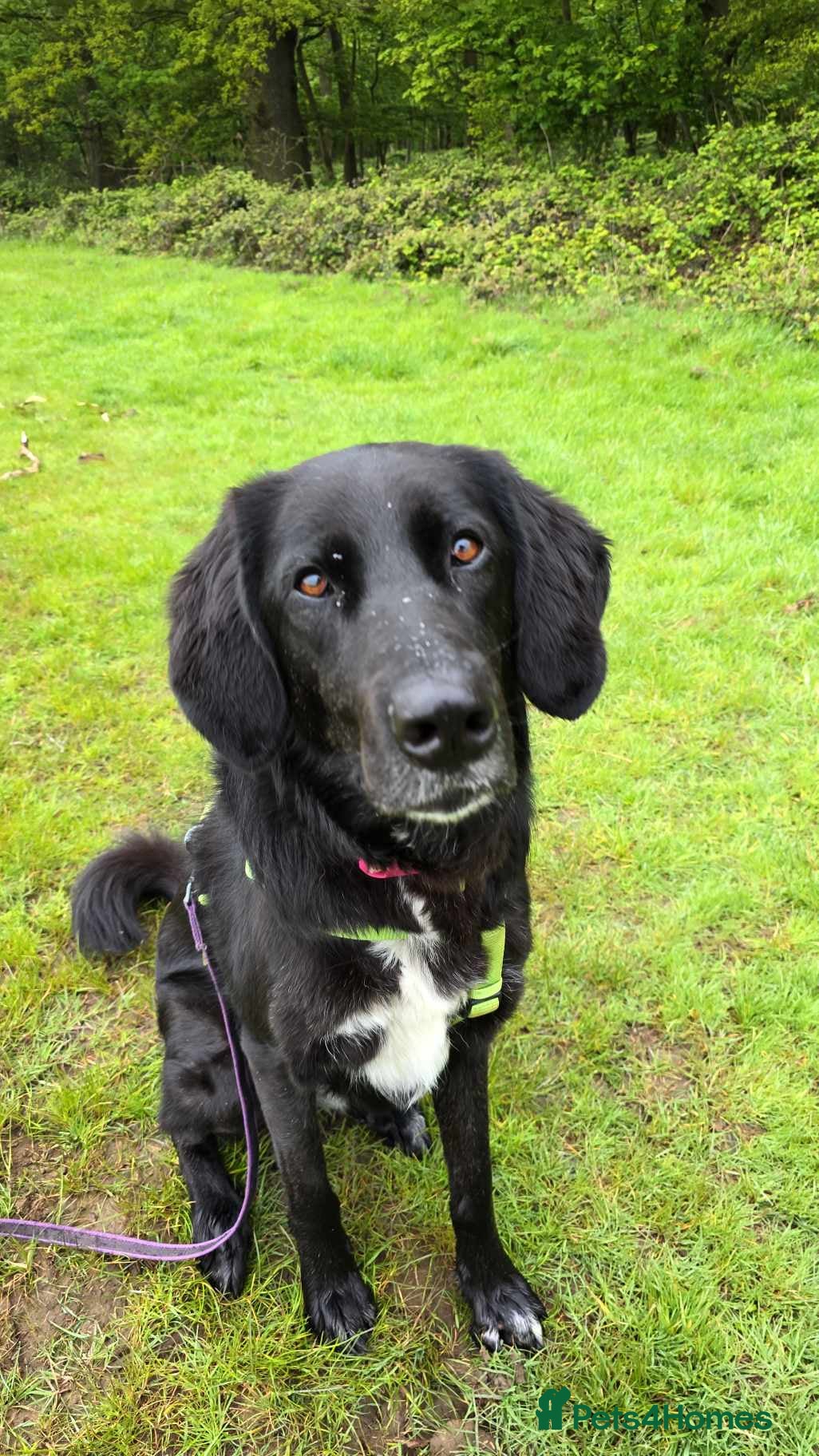 Mixed Breed dogs Miss Roo needs to be rescued - Advert 2