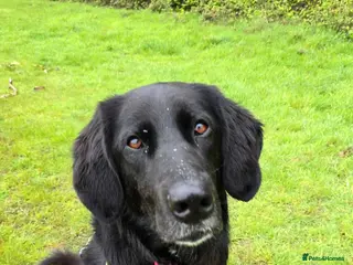 Mixed Breed dogs Miss Roo needs to be rescued - Advert 2