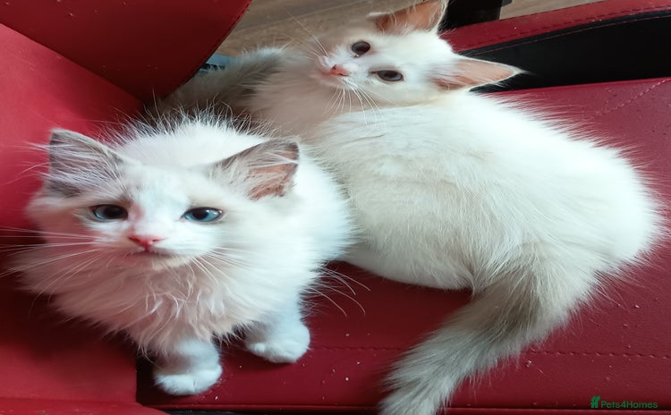 Ragdoll cats - Advert 8