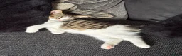 Domestic Shorthair cats for sale: 2 kittens looking for forever home! - Advert 6