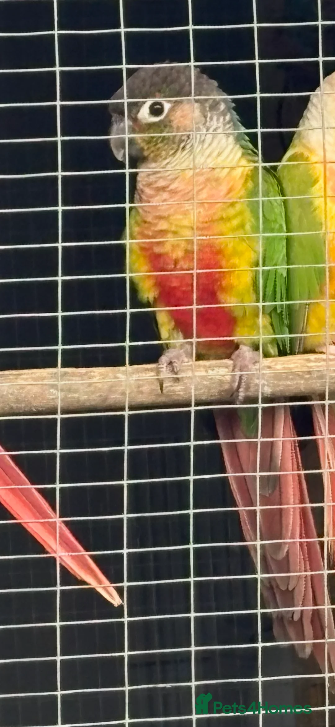 Conures birds for sale: Adult male conures dna sexed Aviary only - Advert 2
