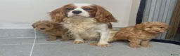Cavapoo dogs for sale: F1 Cavapoo puppies fully health checked - Advert 6