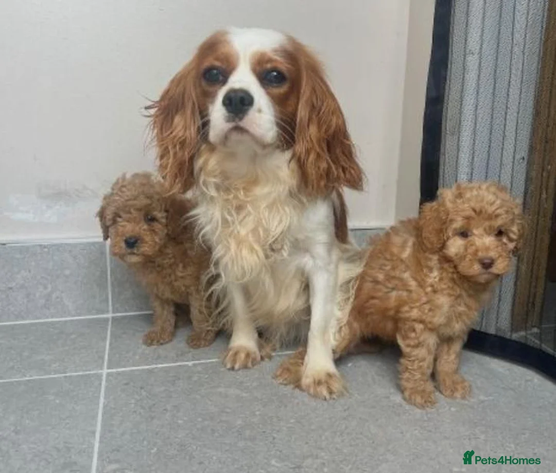 Cavapoo dogs for sale: F1 Cavapoo puppies fully health checked - Advert 6