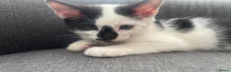 Mixed Breed cats for sale: cute kittens ready for a new home now  - Advert 19