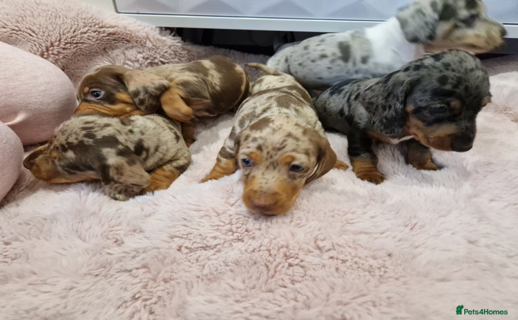 Miniature Dachshund dogs - Advert 7