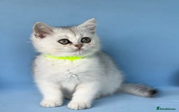 British Shorthair cats for sale: Stunning British shorthair kittens AN 12 GCCF  - Image 7