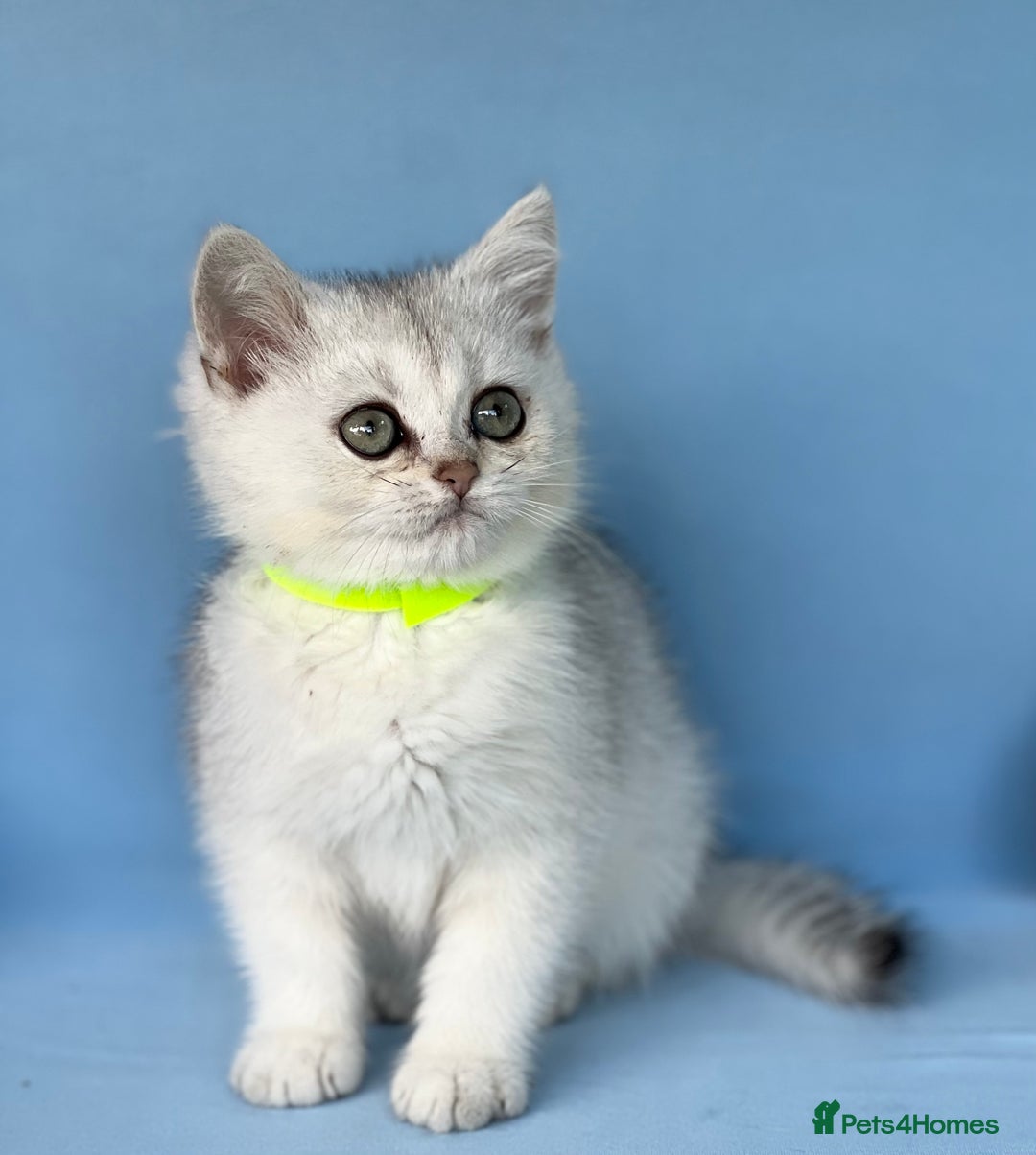 British Shorthair cats for sale: Stunning British shorthair kittens AN 12 GCCF  - Image 7