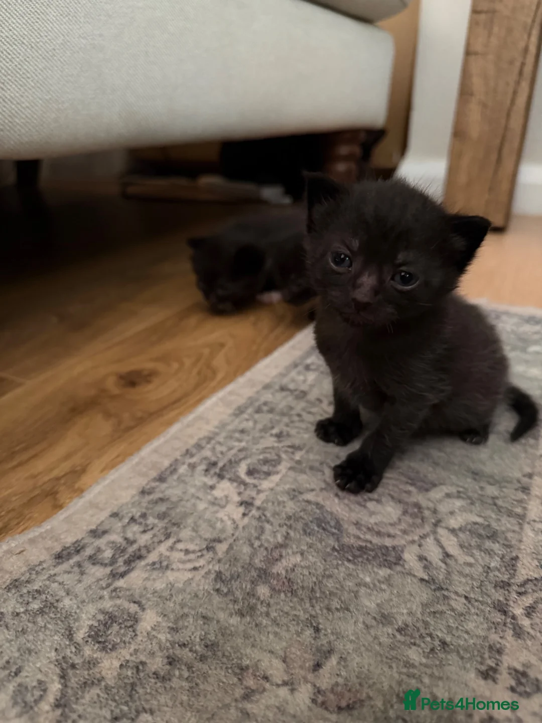 Mixed Breed cats for sale: KITTENS FREE TO A LOVING HOME  in Gerrards Cross - Advert 6