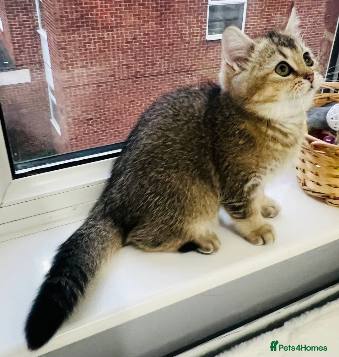 Scottish Fold cats for sale: TICA registered Pedigree boy kitten  - Advert 6