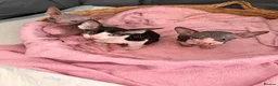 Sphynx cats for sale: Beautiful Sphynx kittens 🩵🩷 🐾  - Advert 3