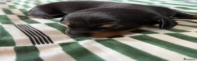Miniature Dachshund 5