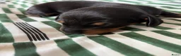 Miniature Dachshund dogs for sale: Miniature Dachshund for sale! - Advert 4