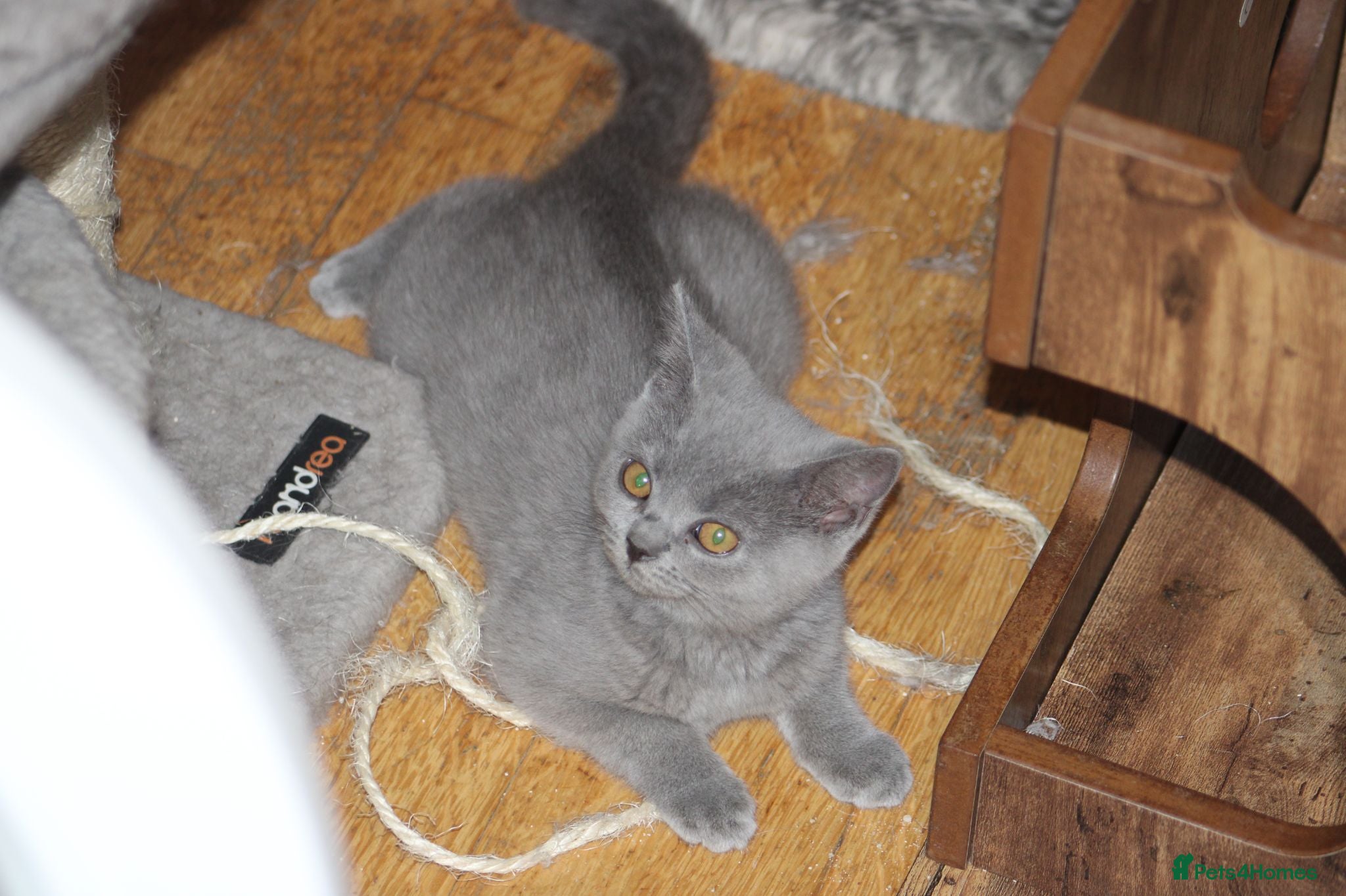 British Shorthair cats Cute babies ready for their new 🏠🐱🥰 - Advert 2