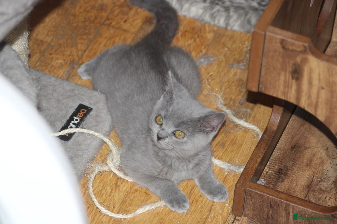 British Shorthair cats for sale: Cute babies ready for their new 🏠🐱🥰 - Advert 2
