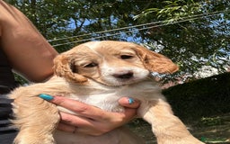 Cocker Spaniel dogs for sale: 3 golden cocker spaniels looking for loving homes - Image 10