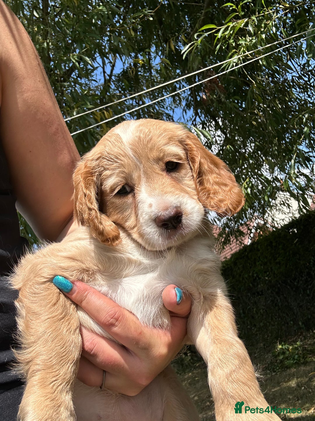 Cocker Spaniel dogs for sale: 3 golden cocker spaniels looking for loving homes - Image 10