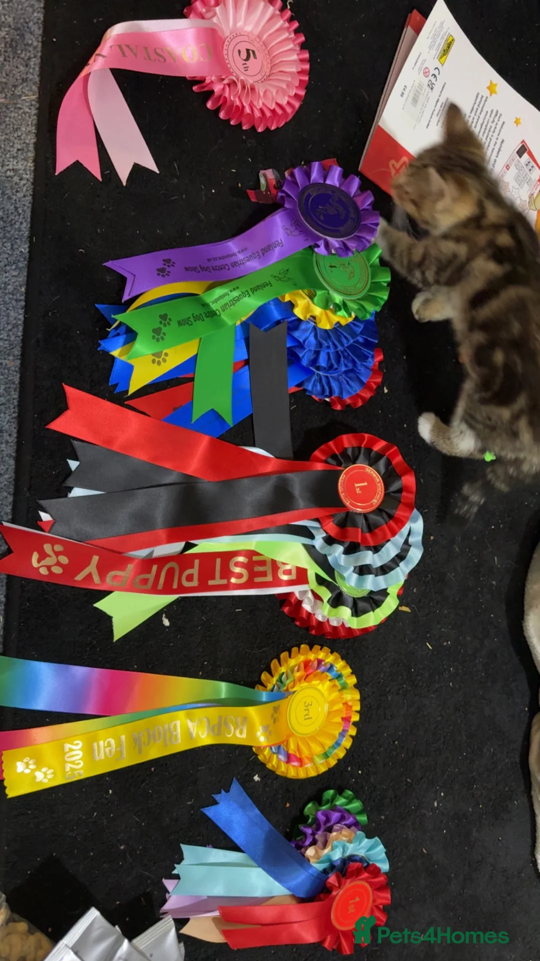 Mixed Breed dogs for sale: Female cane corso cross German shepherd  - Advert 12