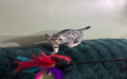 British Shorthair cats for sale: British shorthair silver spotted female  - Image 4