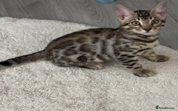 Bengal cats for sale: Bengal Kitten 1 - 🌟Pedigree bengal kittens🌟 - Image 9