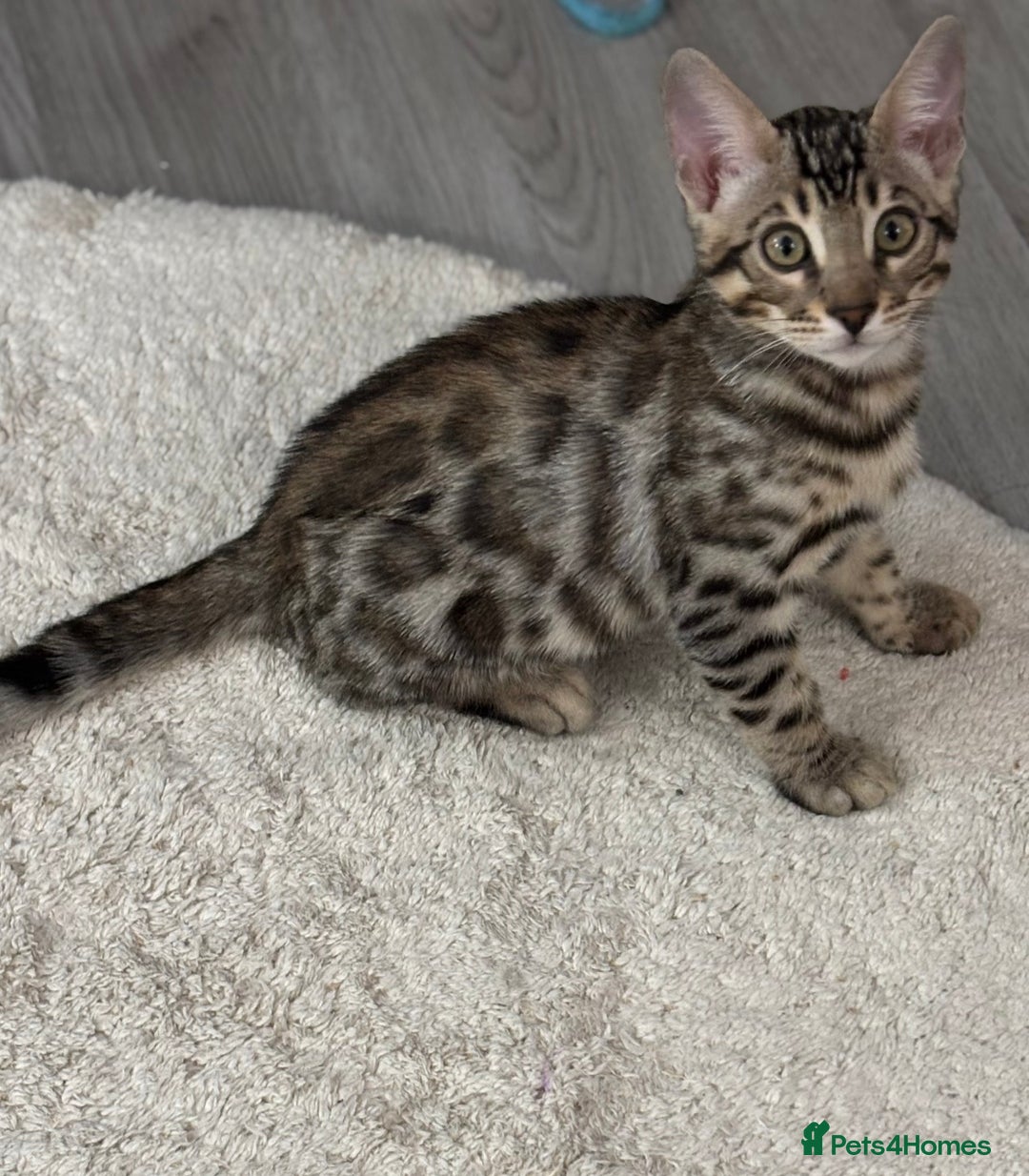 Bengal cats for sale: Bengal Kitten 1 - 🌟Pedigree bengal kittens🌟 - Image 9