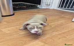 American Bully dogs for sale: Absolutely stunning pocket bully male  - Image 4